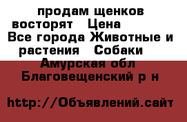 продам щенков восторят › Цена ­ 7 000 - Все города Животные и растения » Собаки   . Амурская обл.,Благовещенский р-н